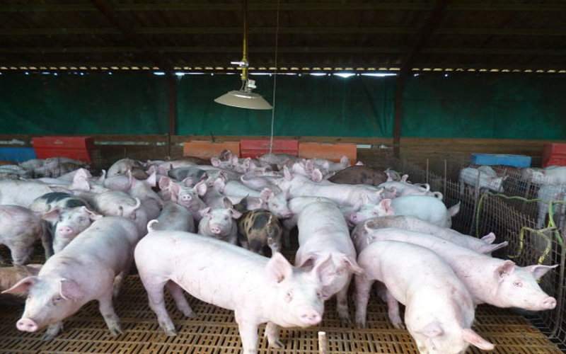 Formación ocupacional para pequeños y medianos productores porcinos para la producción autónoma sustentable