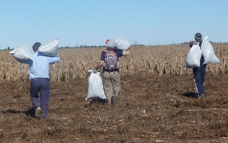 Fortalecimiento de la capacitación en las Secretarías de Cultura y Extensión y Bienestar Universitario en gestión de proyectos sociales. Microcréditos para Horticultores