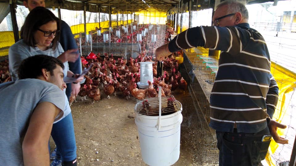 Desarrollo productivo avícola del periurbano Santa Rosa - Toay como elemento de subsistencia de familias en riesgo alimentario y salud luego de la crisis económica, social y afectiva que dejó la pandemia.