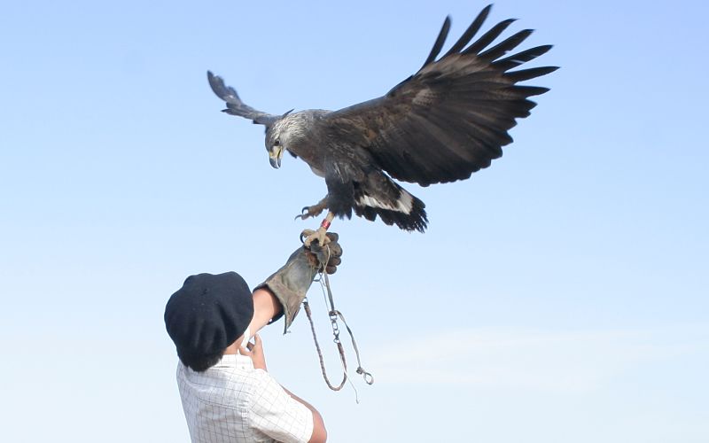 Integrando esfuerzos de investigación, extensión y educación ambiental para la conservación del águila coronada en el oeste de la provincia de La Pampa