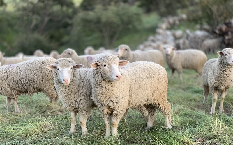 Determinación y difusión de los aspectos productivos (carne/lana) en biotios ovinos característicos de La Pampa