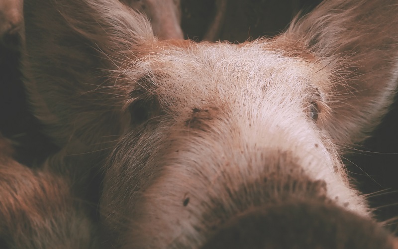 Desarrollo sustentable de pequeños y medianos productores porcinos de La Pampa